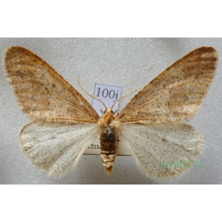 Erannis defoliaria (Clerck, 1759) male Zimowek ogołotniak Czech100j